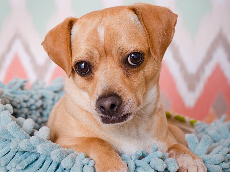 jack russell terrier mixed