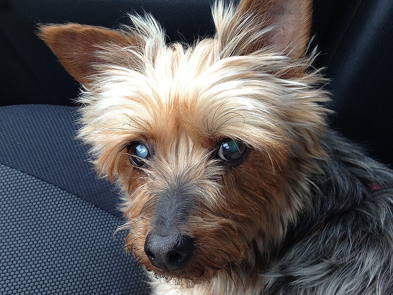 Lucky Puppy of the Week: Betty the Silky Terrier - Lucky Puppy Magazine