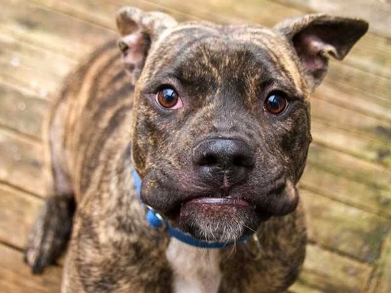 boxer and mastiff