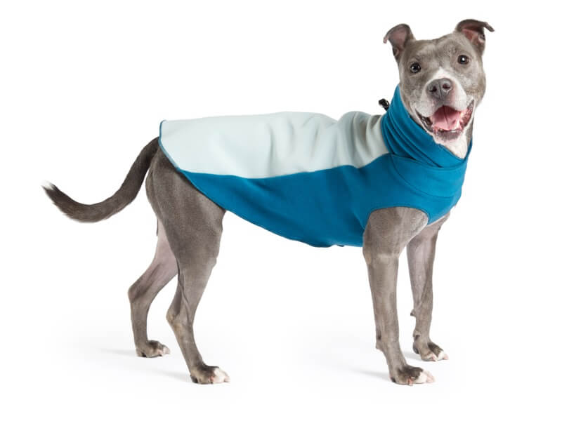 Donate a Used Dog Coat to Save on a New One - Lucky Puppy Magazine