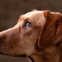 coonhound lab mix