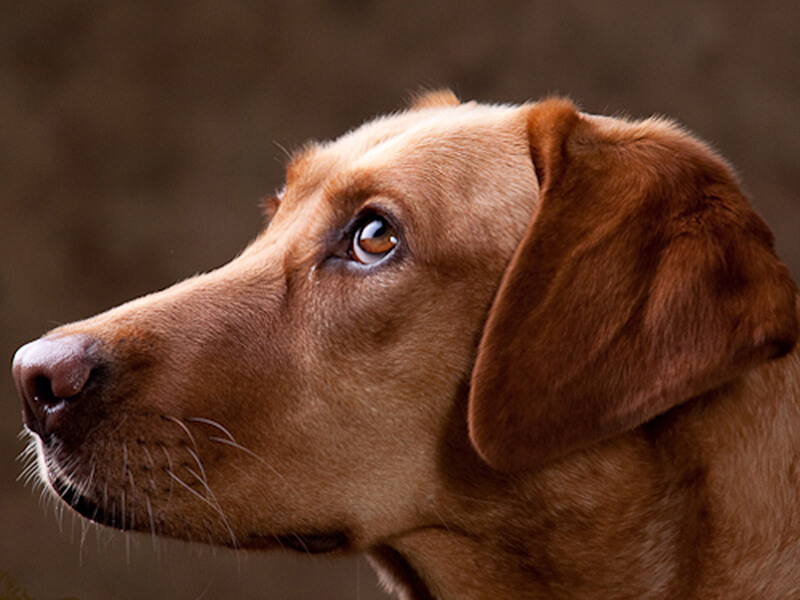 Lucky the Week: Dixie the Redbone-Lab Mix Lucky Puppy