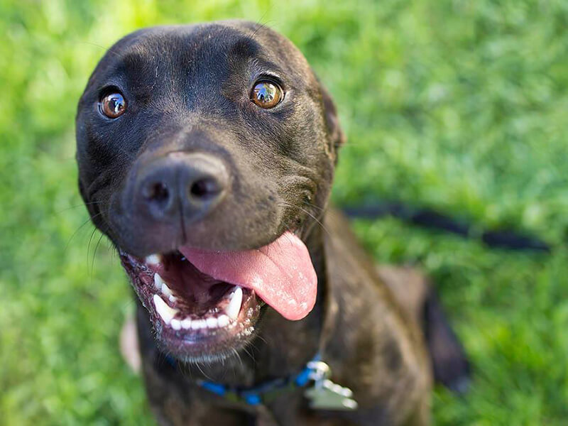 great dane cross puppies