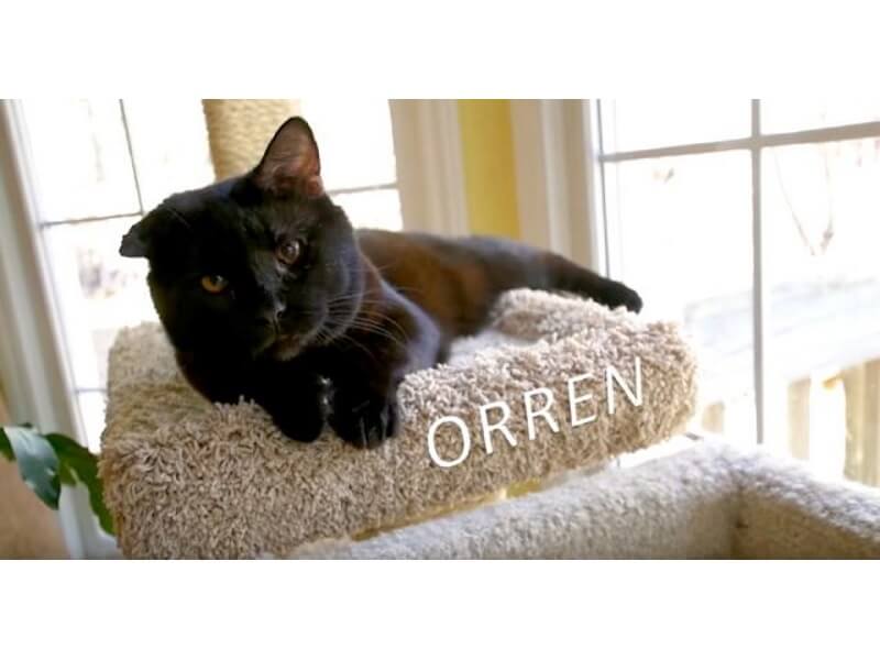 Orren the "Train Wreck" Cat Finds His Forever Home With a Volunteer
