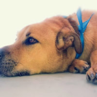 Foods That Can Hurt A Dog Foods That Can Hurt A Dog
