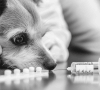 Peptides to boost your dog's mobility